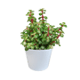 Portulacaria afra Variegata mediopicta in witte 10,5 cm pot